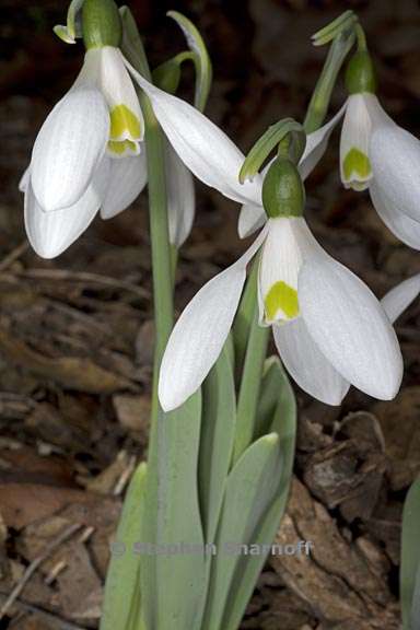 galanthus elwesii 2 graphic